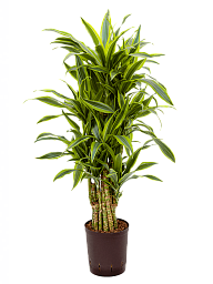 Colorful Corn Plant Dracaena fragrans 'Lemon Lime' Tall Indoor House Plants Trees