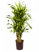 Colorful Corn Plant Dracaena fragrans 'Lemon Lime' Tall Indoor House Plants Trees