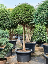 Photogenic English Yew Taxus baccata