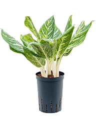 Showy Chinese Evergreen Aglaonema 'Madonna' (50-60) Indoor House Plants