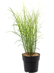 Easy-Care Maiden Grass Miscanthus sinensis 'Gracillimus' Indoor House Plants