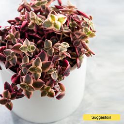 Cute Jade Plant Crassula marginalis Indoor House Plants