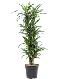 Easy-Care Corn Plant Dracaena fragrans 'Ulises' Tall Indoor House Plants Trees