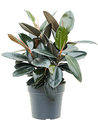 Lush Rubber Plant Ficus elastica 'Abidjan' Indoor House Plants