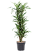 Easy-Care Corn Plant Dracaena fragrans 'Ulises' Tall Indoor House Plants Trees