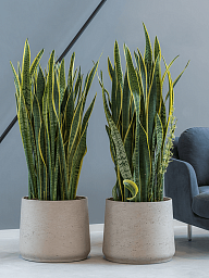 Elegant Snake Plant Sansevieria trifasciata 'Laurentii' Indoor House Plants