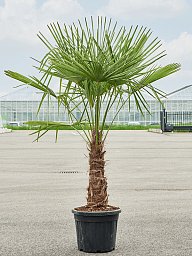 Windmill Palm Tree Trachycarpus fortunei