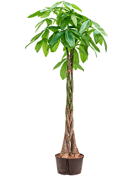 Insta-friendly Money Tree Pachira aquatica Tall Indoor House Plants Trees