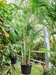 Lush Areca Palm Dypsis (Areca) lutescens Indoor House Plants