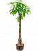 Insta-friendly Money Tree Pachira aquatica Tall Indoor House Plants Trees