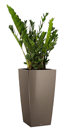 Zamioculcas Zamiifolia in LECHUZA CUBICO Self-watering Planter, Total Height 125 cm