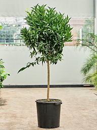Citrus reticulata 'Mandarino'