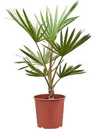 Easy-Care Cute Red Latan Latania lontaroides (100-130) Indoor House Plants