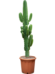 Photogenic Cowboy Cactus Euphorbia ingens (110-150) Indoor House Plants