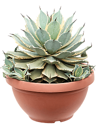 Cute Eye Scream Agave potatorum 'Eye Scream' Indoor House Plants