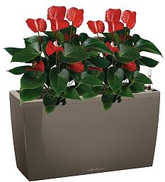 Blooming Anthurium Andraeanum Mix in LECHUZA CARARO Self-watering Planter, Total Height 80 cm
