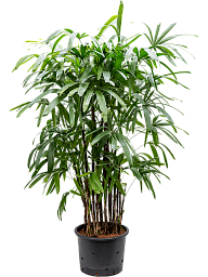 Tropical Lady Palm Rhapis excelsa Indoor House Plants