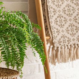 Nephrolepis Exaltata (Sword Fern) in LECHUZA NIDO Cottage Self-watering Hanging Planter, Total Heigh