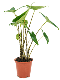 Easy-Care Elephant Ear Alocasia zebrina Indoor House Plants