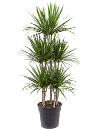 Showy Madagascar Dragon Tree Dracaena marginata Tall Indoor House Plants Trees