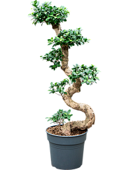 Lush Curtain Fig Ficus microcarpa 'Compacta' Tall Indoor House Plants Trees