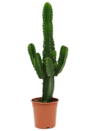 Photogenic Cowboy Cactus Euphorbia ingens (110-150) Indoor House Plants