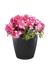 Blooming Azalea in LECHUZA CLASSICO LS Self-watering Planter, Total Height 40 cm