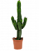 Photogenic Cowboy Cactus Euphorbia ingens Indoor House Plants