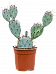 Easy-Care Purple Prickly Pear Cactus Opuntia santa rita Indoor House Plants