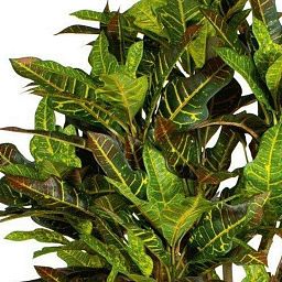 CROTON EXTRA Artificial Tree Plant