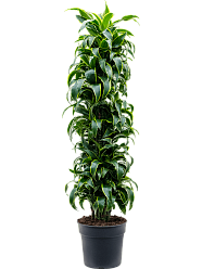 Insta-friendly Corn Plant Dracaena fragrans 'Dorado' Tall Indoor House Plants Trees