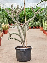 Cylindropuntia spinosior