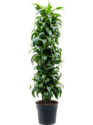 Insta-friendly Corn Plant Dracaena fragrans 'Dorado' Tall Indoor House Plants Trees