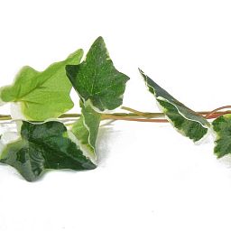 English Ivy Garland Vari Artificial Branch Plant