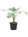 Showy Elephant Ear Alocasia macrorrhizos variegata Indoor House Plants