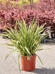 Phormium tenax 'Sundowner'
