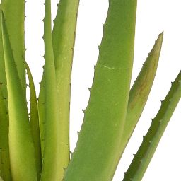 Aloe with Pot Artificial Flower Plant