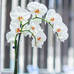 Blooming Phalaenopsis Orchid in LECHUZA DELTA Self-watering Planter, Total Height 60 cm