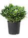 Easy-Care Japanese Mock Orange Pittosporum tobira Tall Indoor House Plants Trees