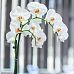 Blooming Phalaenopsis Orchid in LECHUZA ORCHIDEA Self-watering Planter, Total Height 65 cm