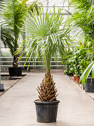 Tropical Caranday Palm Copernicia alba Tall Indoor House Plants Trees