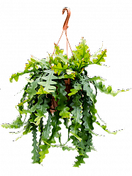 Cheerful Zig-Zag Cactus Epiphyllum anthonyanus Indoor House Plants