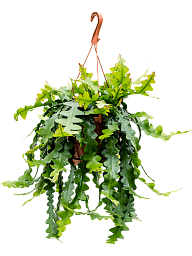 Cheerful Zig-Zag Cactus Epiphyllum anthonyanus Indoor House Plants