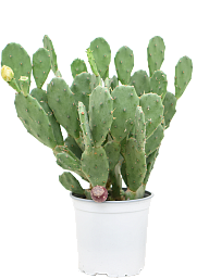 Easy-Care Barbary Fig Opuntia vulgaris Indoor House Plants