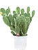 Easy-Care Barbary Fig Opuntia vulgaris Indoor House Plants