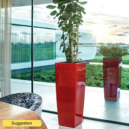 Graceful Dinner Plate Aralia (Polyscias) 'Fabian' Indoor House Plants