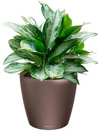 Aglaonema Silver Bay in LECHUZA CLASSICO LS Self-watering Planter, Total Height 90 cm