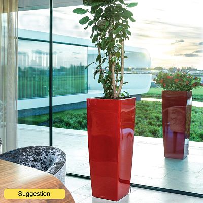 Graceful Dinner Plate Aralia (Polyscias) 'Fabian' Indoor House Plants