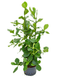 Lush Autograph Tree Clusia rosea Indoor House Plants