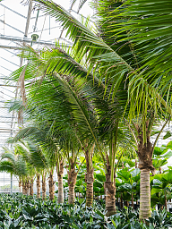 Tropical Coconut Cocos nucifera Tall Indoor House Plants Trees